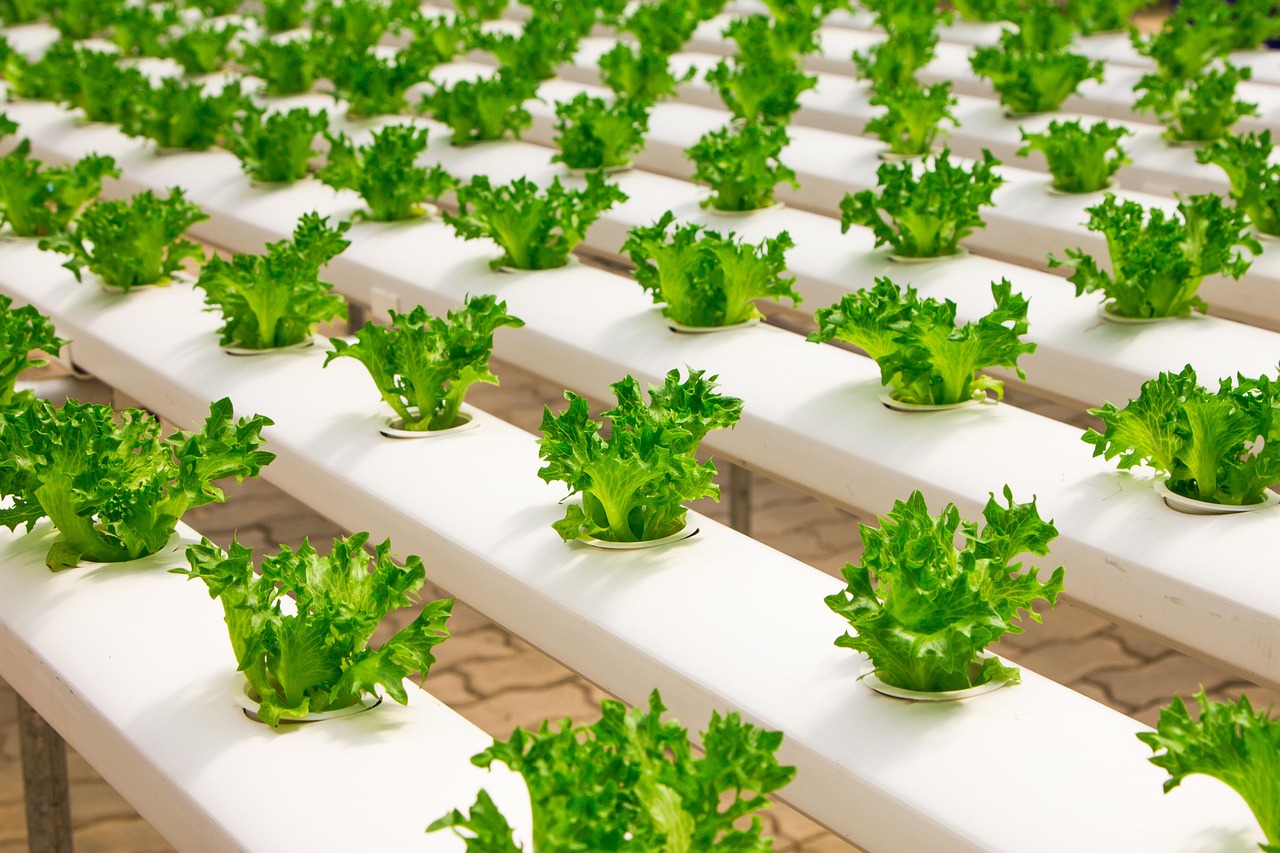 Modern Hydroponic Farming
